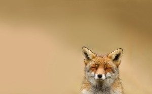 Happy-fox-animals-green-fox-1680x1050